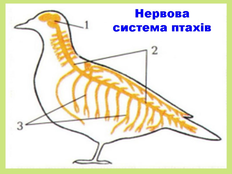 Нервова система птахів